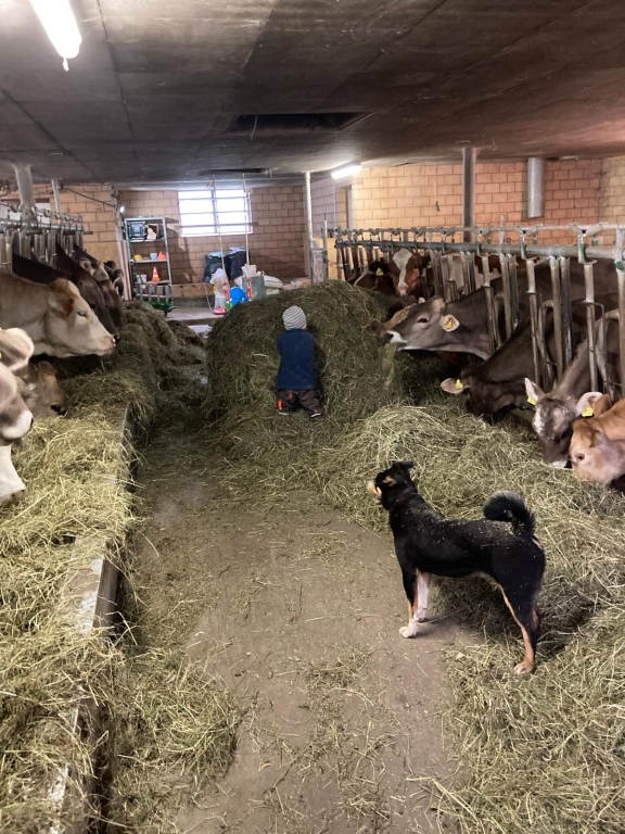 Im Stall auf dem Heimbetrieb